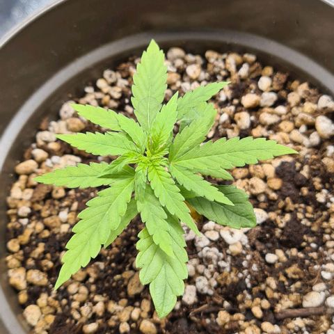 Green Tiger growlog timeline photo