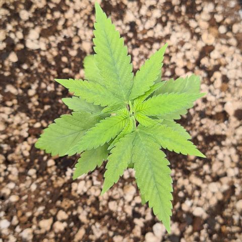 Jack 47 growlog timeline photo