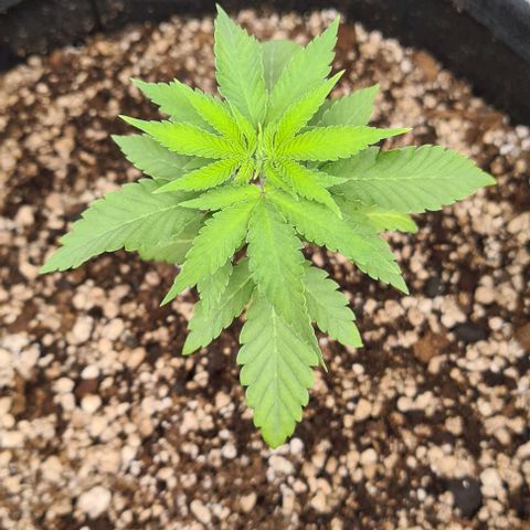Super Silver Haze growlog timeline photo
