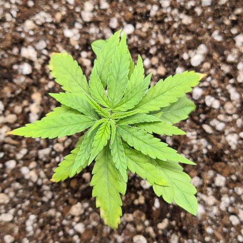Green Tiger growlog timeline photo