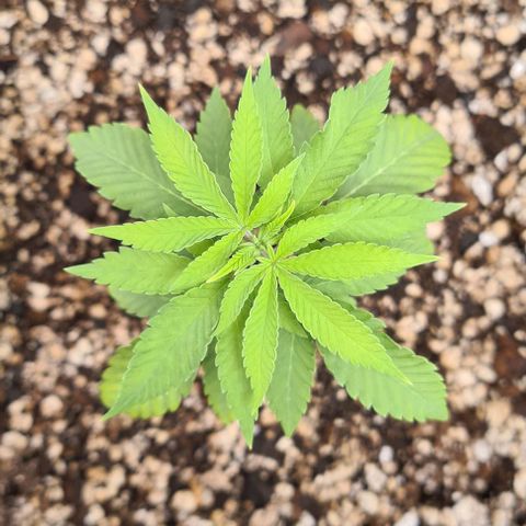 Super Silver Haze growlog timeline photo