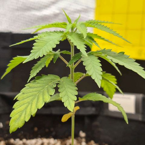 Super Silver Haze growlog timeline photo
