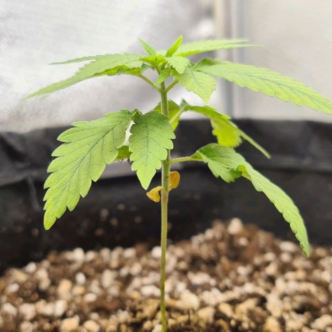 Jack 47 growlog timeline photo