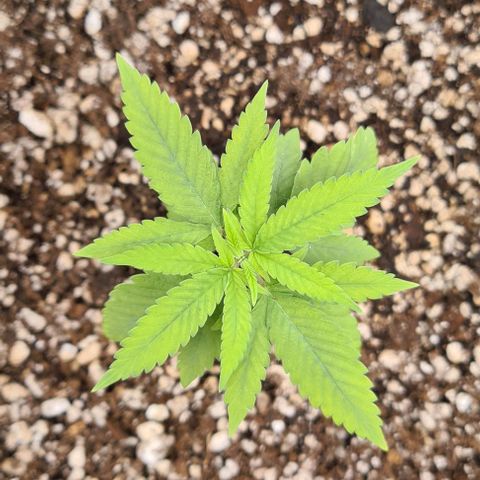 Jack 47 growlog timeline photo