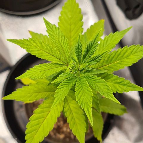 Do-Si-Dos growlog timeline photo