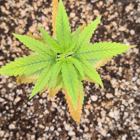 Jack 47 growlog timeline photo