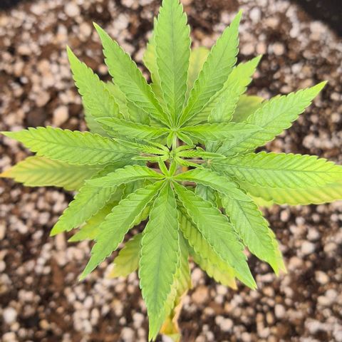 Super Silver Haze growlog timeline photo