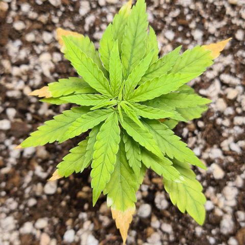 Green Tiger growlog timeline photo