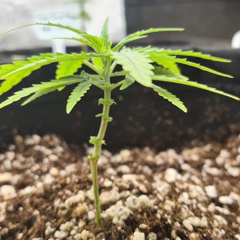 Green Tiger growlog timeline photo