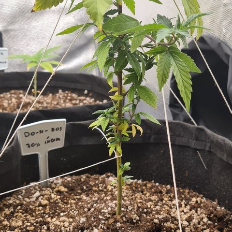 Do-Si-Dos growlog timeline photo