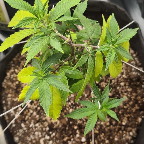 Do-Si-Dos growlog timeline photo