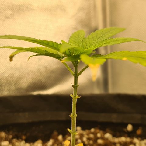 Jack 47 growlog timeline photo