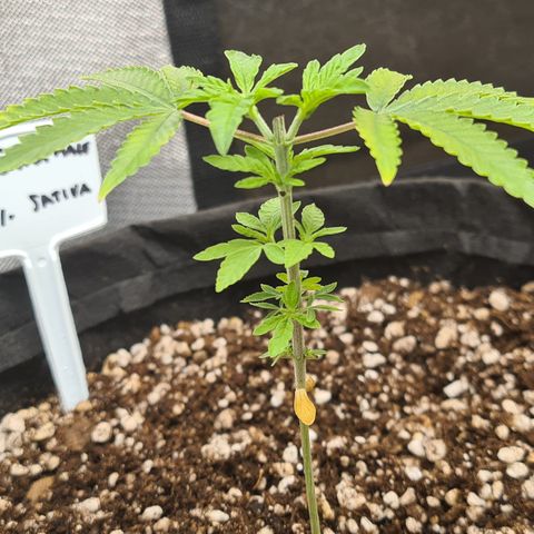 Super Silver Haze growlog timeline photo