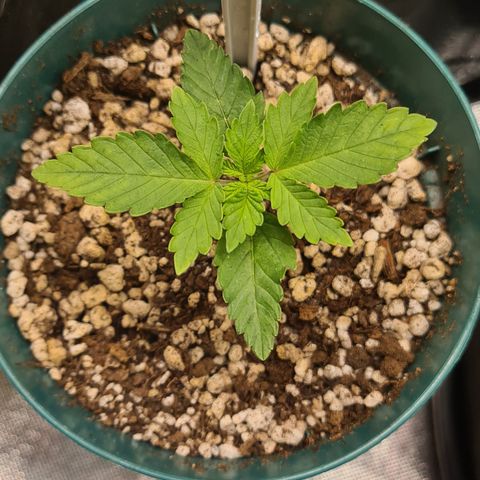 Hulkberry growlog timeline photo