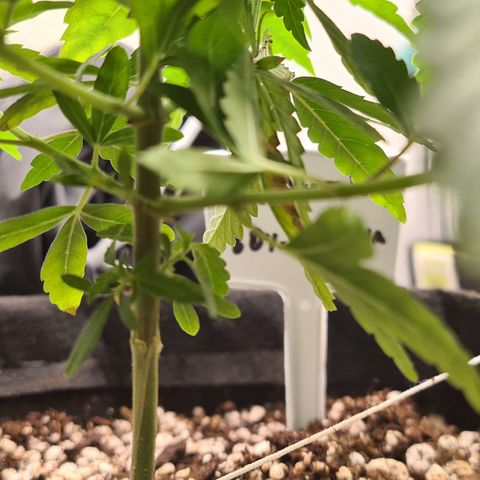 Super Silver Haze growlog timeline photo