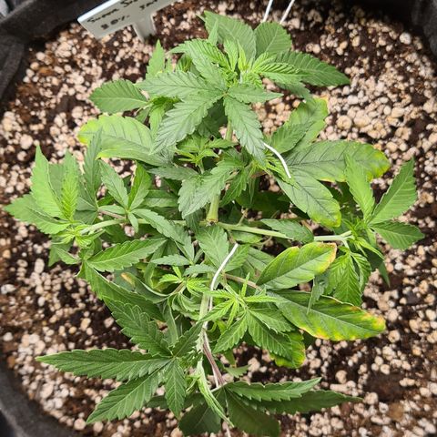 Super Silver Haze growlog timeline photo