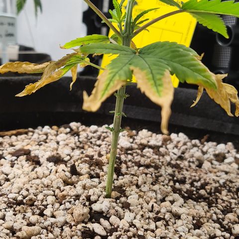 Jack 47 growlog timeline photo