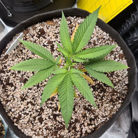 Jack 47 growlog timeline photo