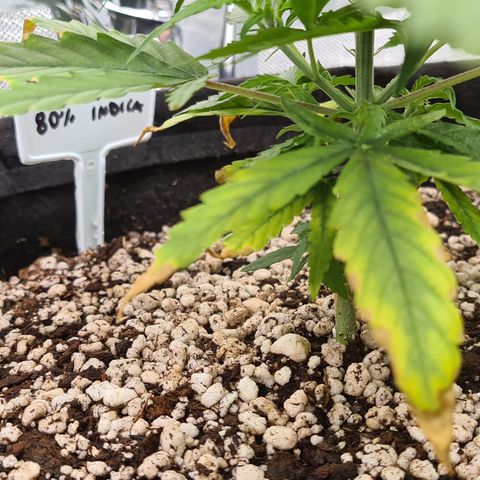 Green Tiger growlog timeline photo