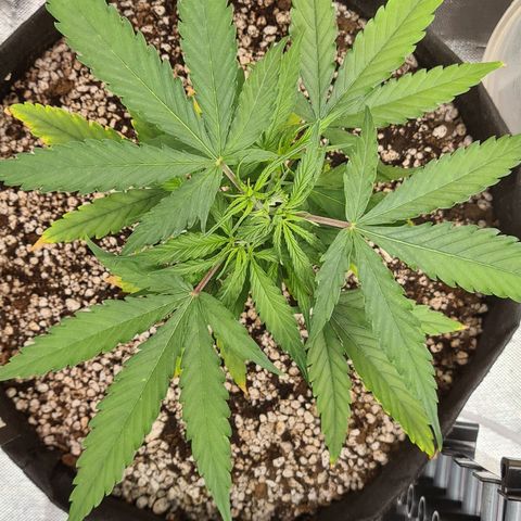 Green Tiger growlog timeline photo