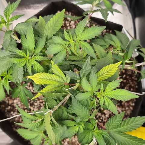 Do-Si-Dos growlog timeline photo