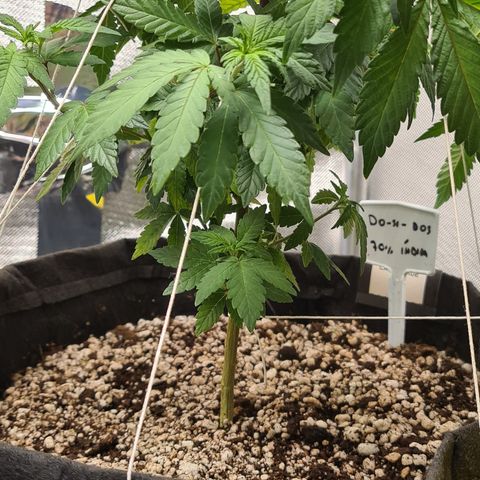Do-Si-Dos growlog timeline photo