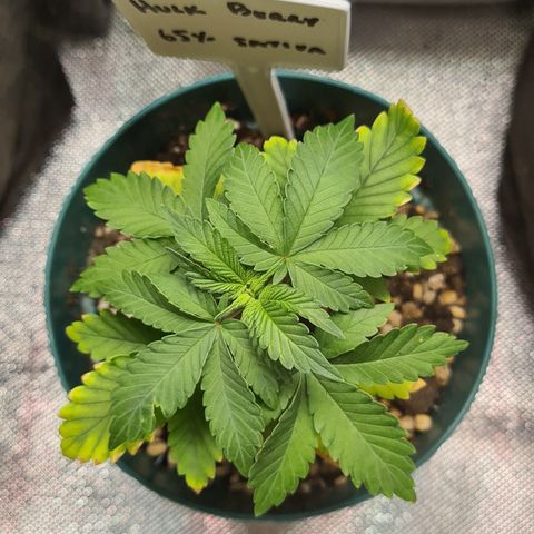 Hulkberry growlog timeline photo