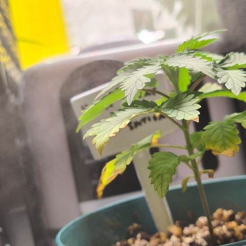 Hulkberry growlog timeline photo