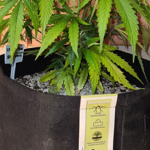 Green Tiger growlog timeline photo
