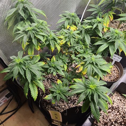 Do-Si-Dos growlog timeline photo