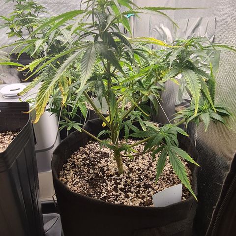 Green Tiger growlog timeline photo