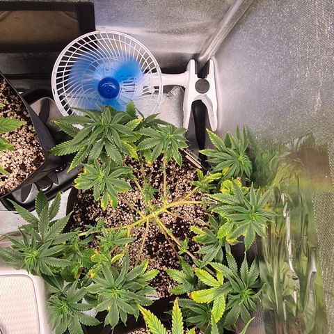 Super Silver Haze growlog timeline photo