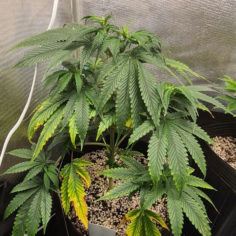 Jack 47 growlog timeline photo