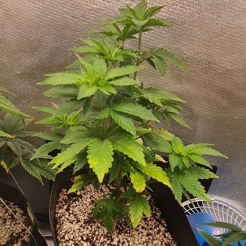 Hulkberry growlog timeline photo