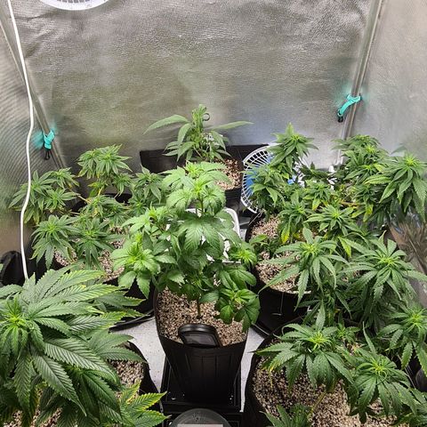 Jack 47 growlog photo: Flush