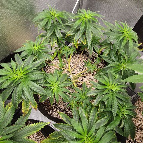 Super Silver Haze growlog timeline photo