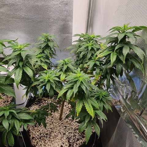 Do-Si-Dos growlog timeline photo
