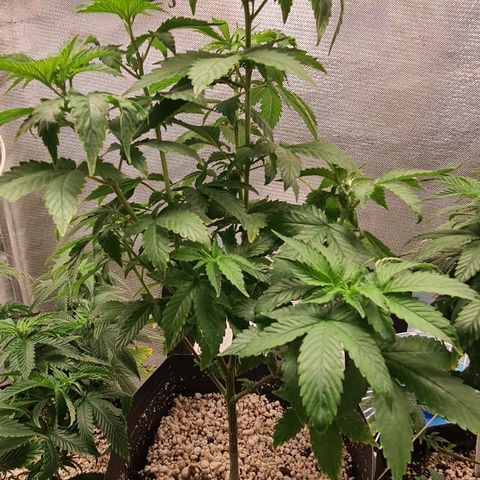Hulkberry growlog timeline photo