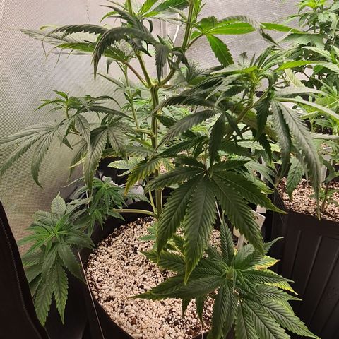Jack 47 growlog timeline photo