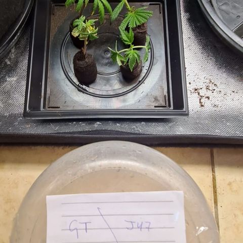 Jack 47 growlog timeline photo