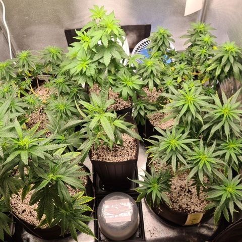 Jack 47 growlog timeline photo