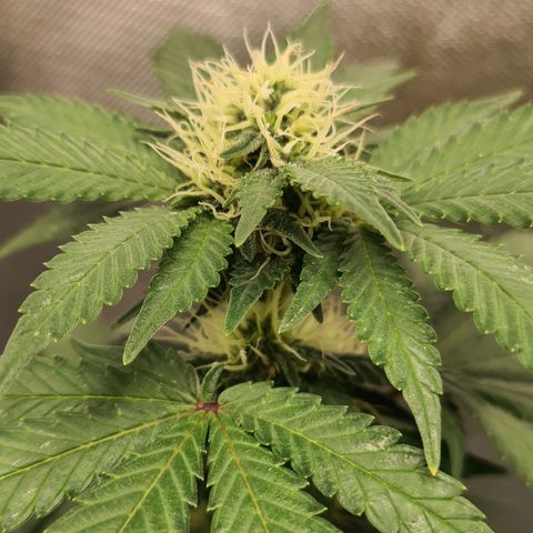Do-Si-Dos growlog timeline photo