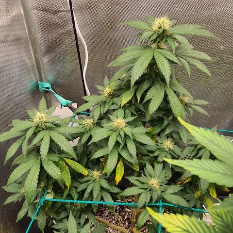Do-Si-Dos growlog timeline photo