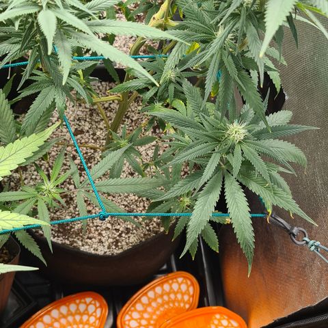 Jack 47 growlog timeline photo