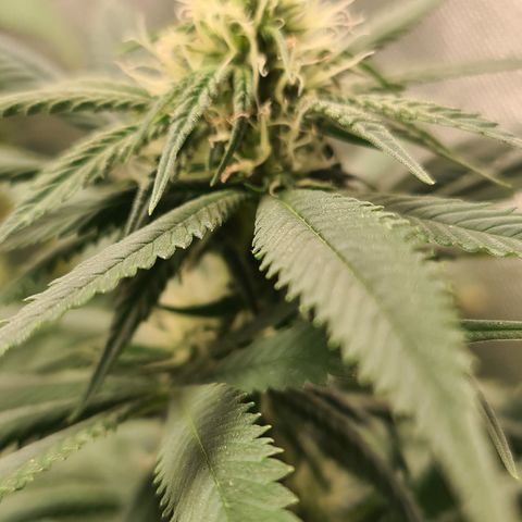 Jack 47 growlog timeline photo