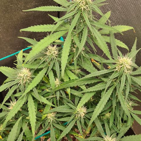 Green Tiger growlog timeline photo