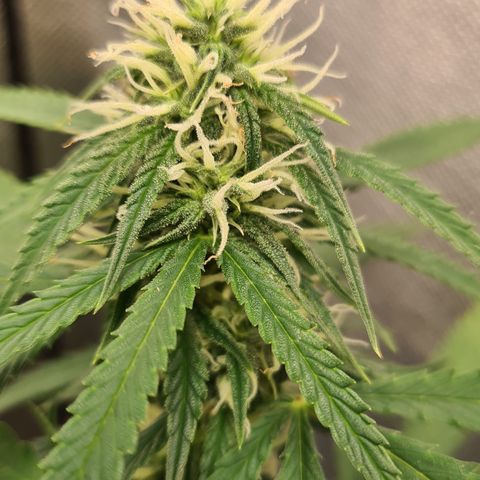 Green Tiger growlog timeline photo