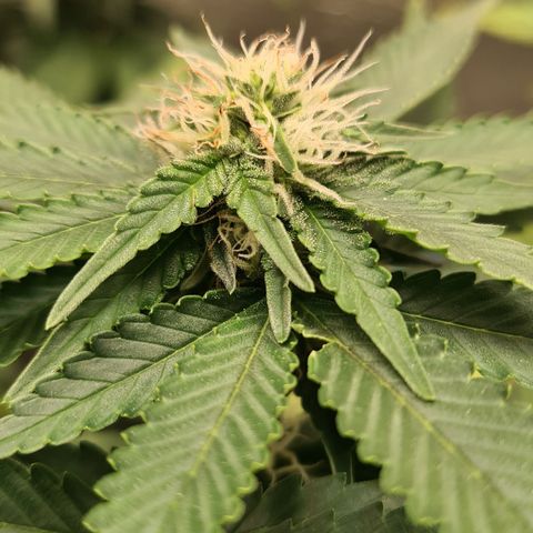 Hulkberry growlog timeline photo