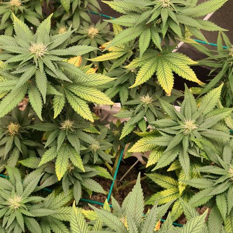 Hulkberry growlog timeline photo