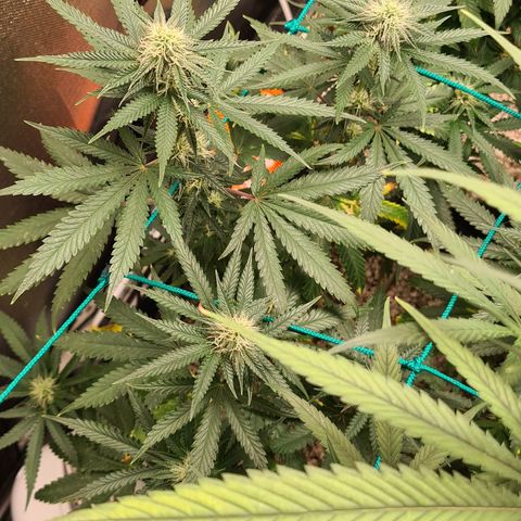 Super Silver Haze growlog timeline photo